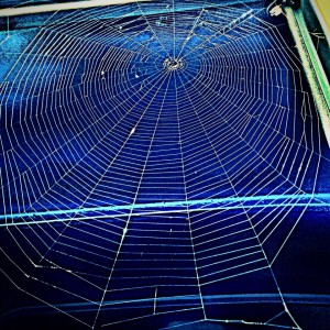 spider web